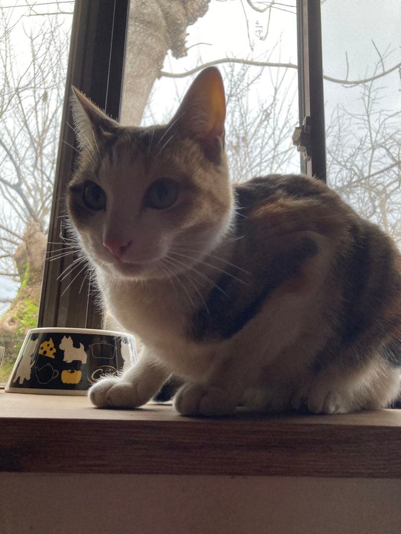 猫みい専用