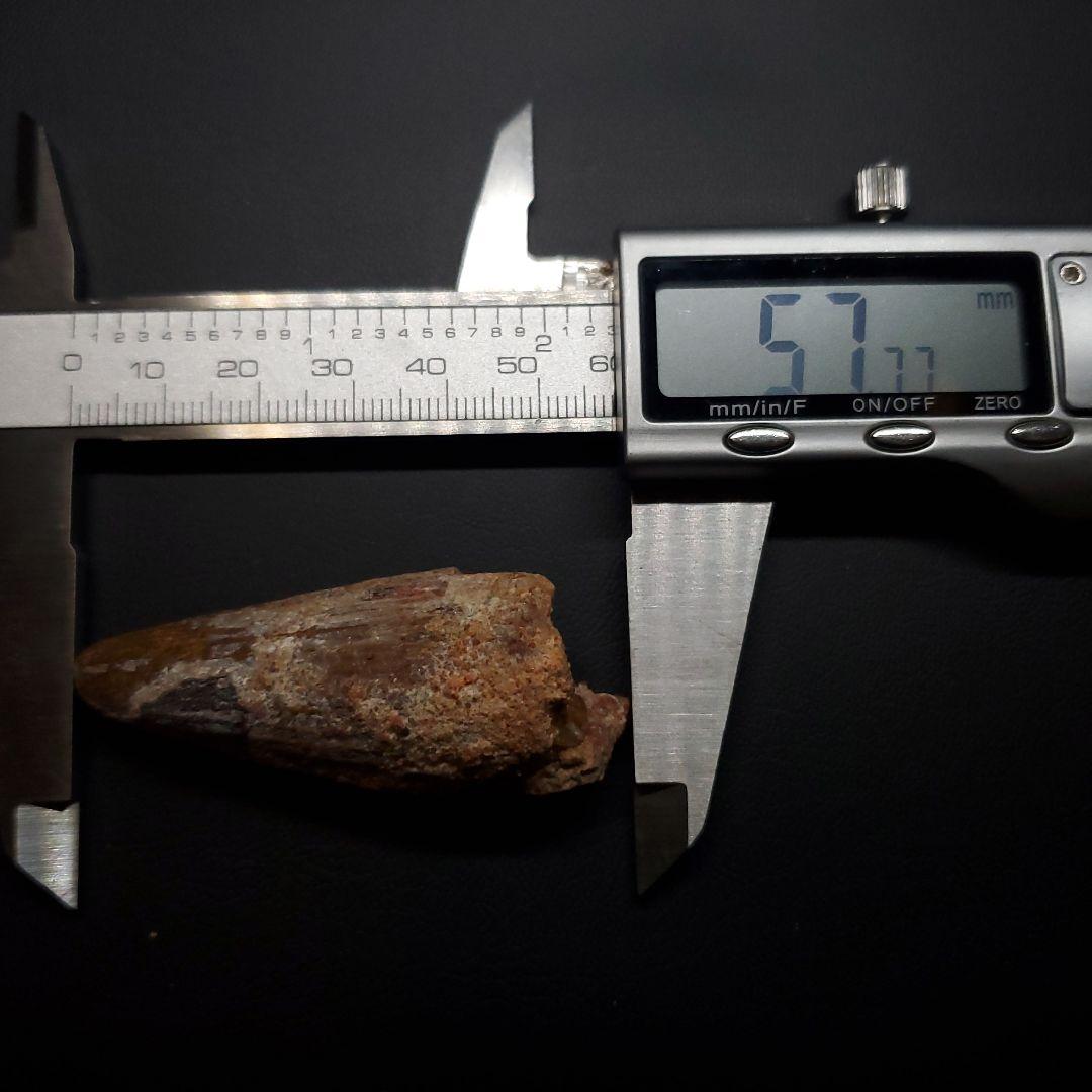 スピノサウルス 本物 モロッコ産 57.77mm プレゼント ギフト sp478