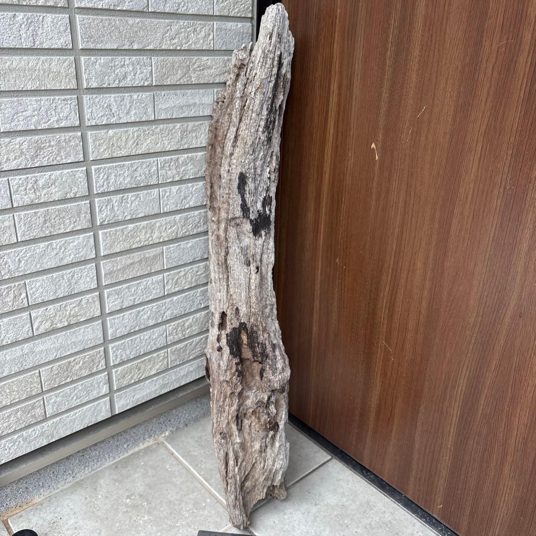 流木インテリア　爬虫類