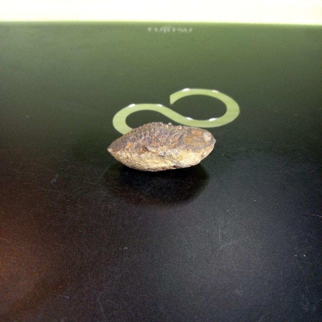 三葉虫　化石　fossil　海　ボリビア産　trilobite　海生動物種別②