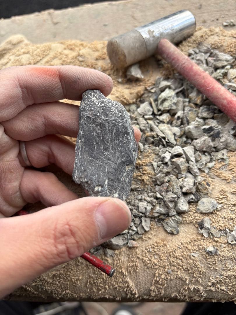 新種のステゴサウルスの棘の破片　化石　モロッコ　恐竜