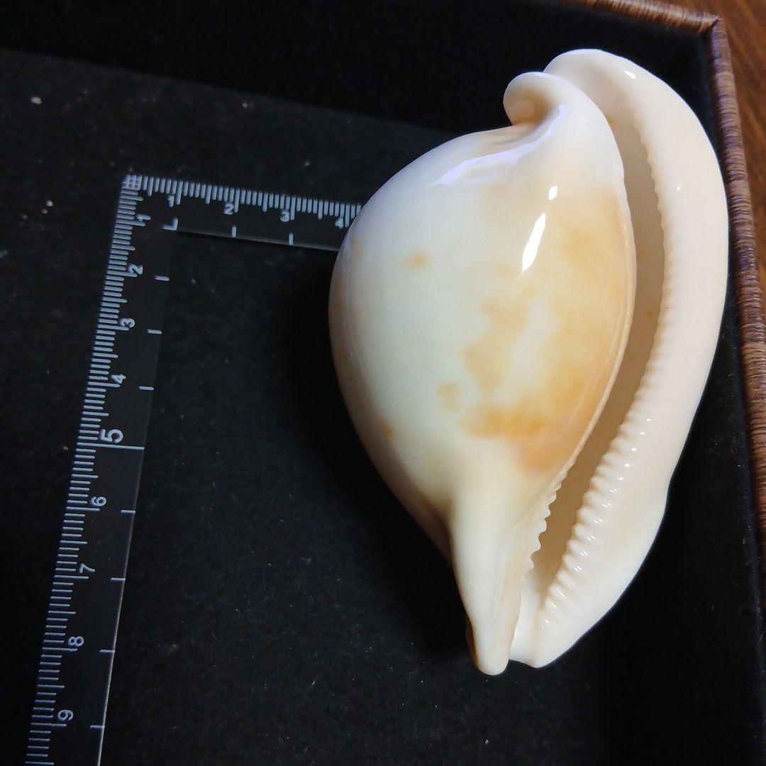 貝殻 約8.2cm