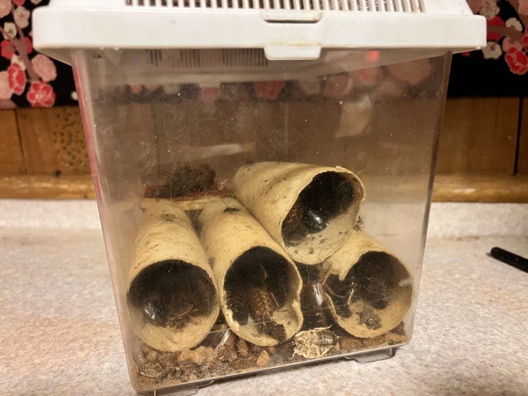 フトアゴ飼育ケージセット