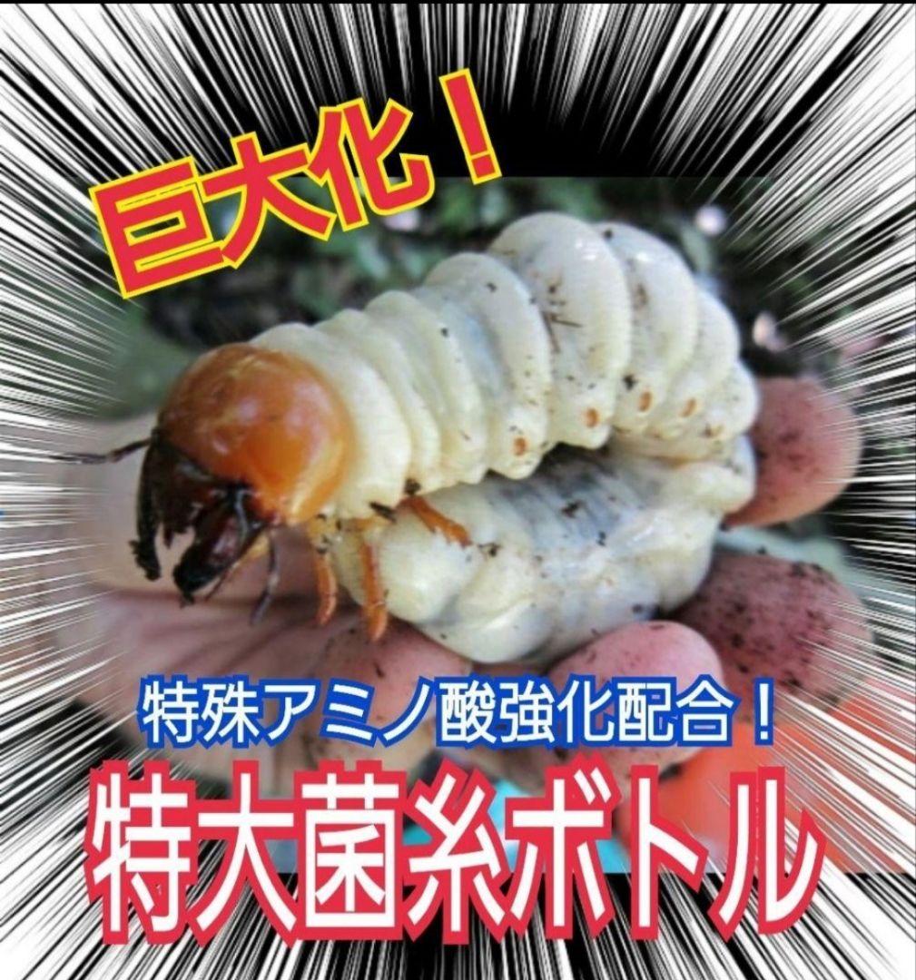 極上！ヒマラヤひらたけ菌糸瓶　特大1500ml【6本】国産オオクワ85ミリ実績！