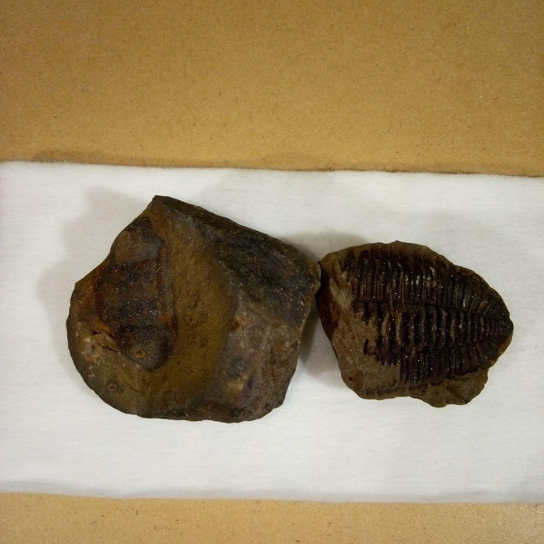 三葉虫　化石　fossil　ボリビア産　レア　Fossil判別⑦
