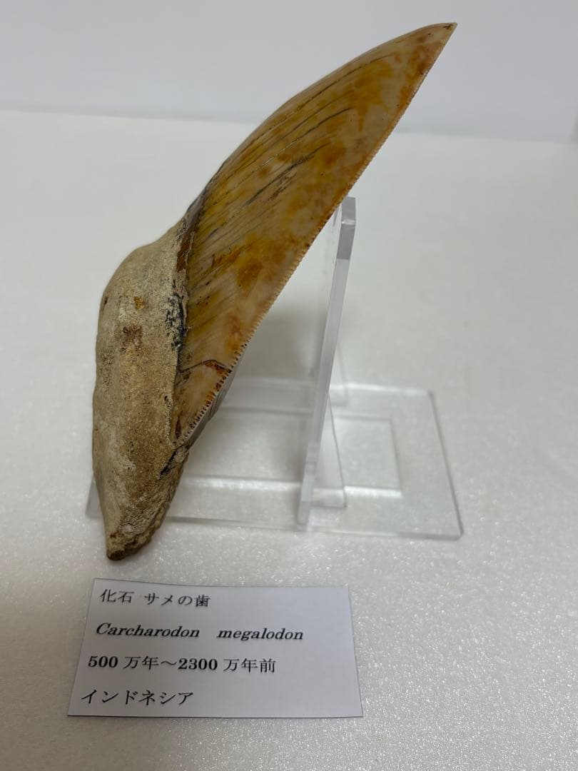 化石 サメの歯メガロドンインネシア約13.2cm 約244g新生代第三紀中新世