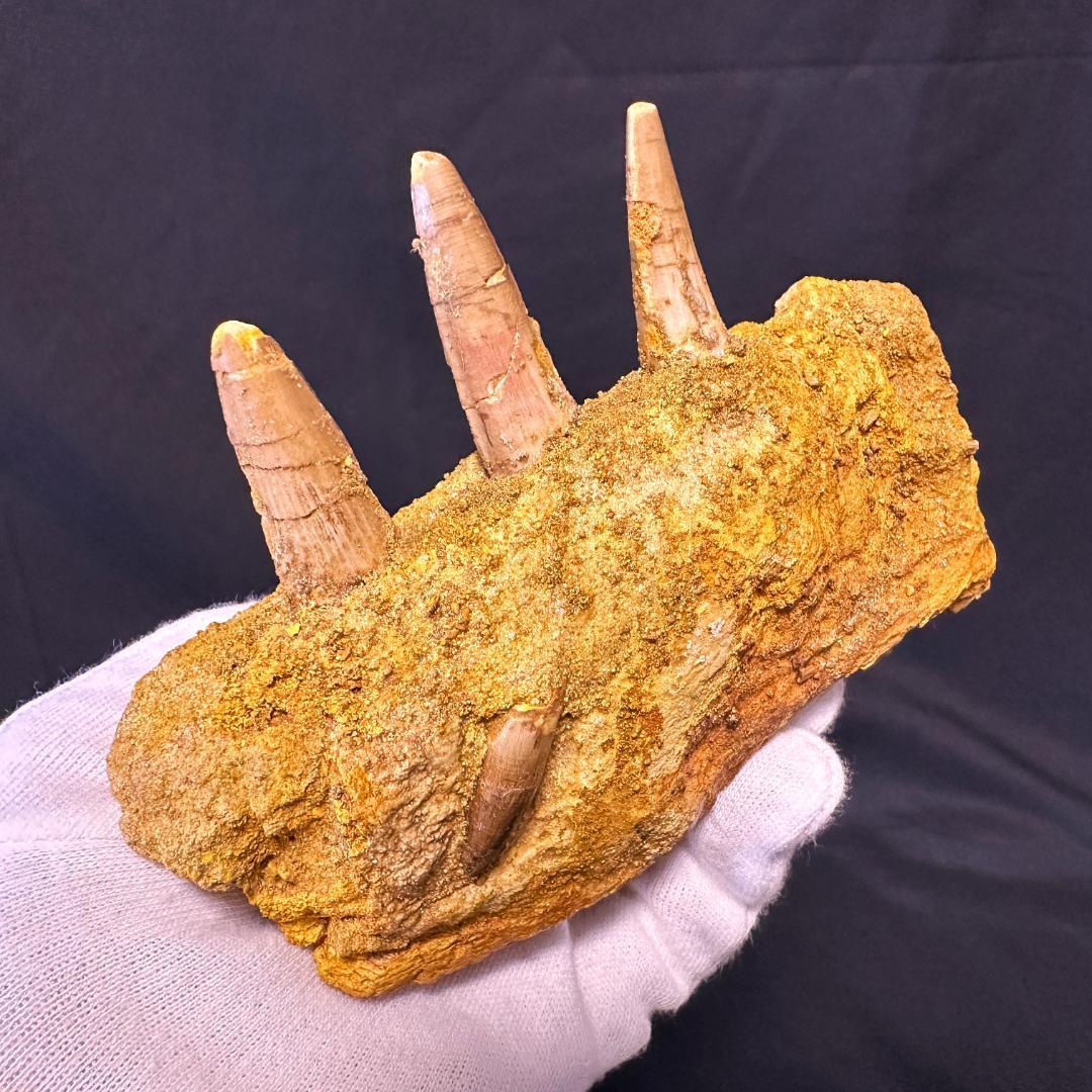 スピノサウルス 顎骨 歯 牙 化石標本 肉食恐竜 獣脚類 1449