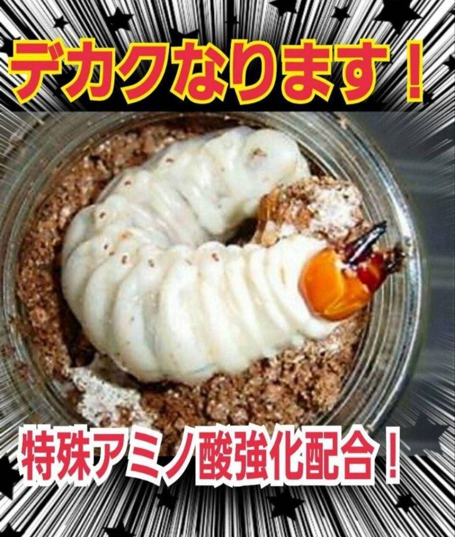 極上！カワラタケ菌糸瓶【10本】特殊アミノ酸強化配合！クワガタ幼虫全般に使えます