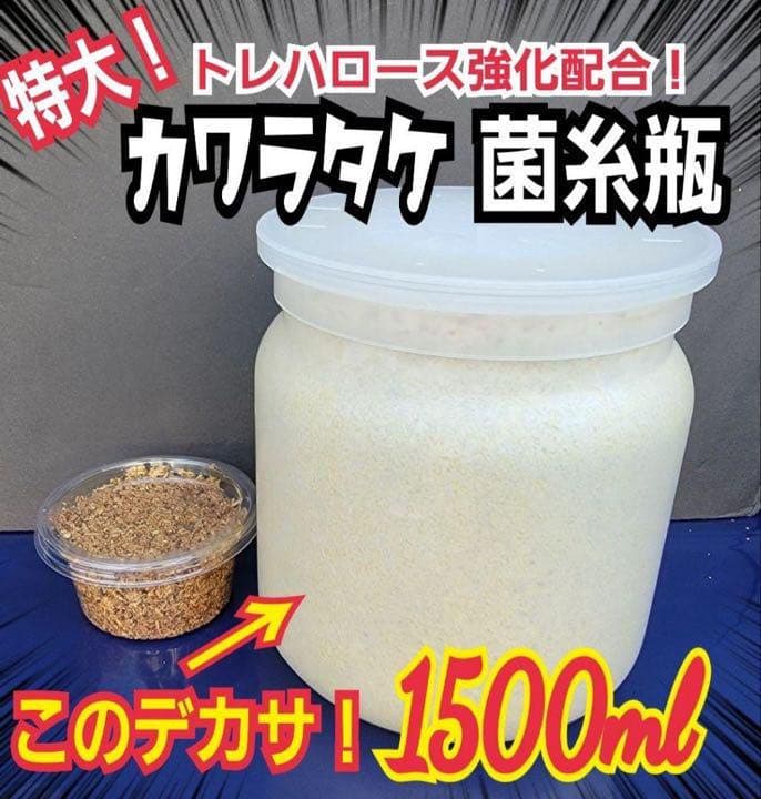 極上！カワラタケ菌糸瓶【7本】特殊アミノ酸強化配合！タランドゥス・オウゴンオニに
