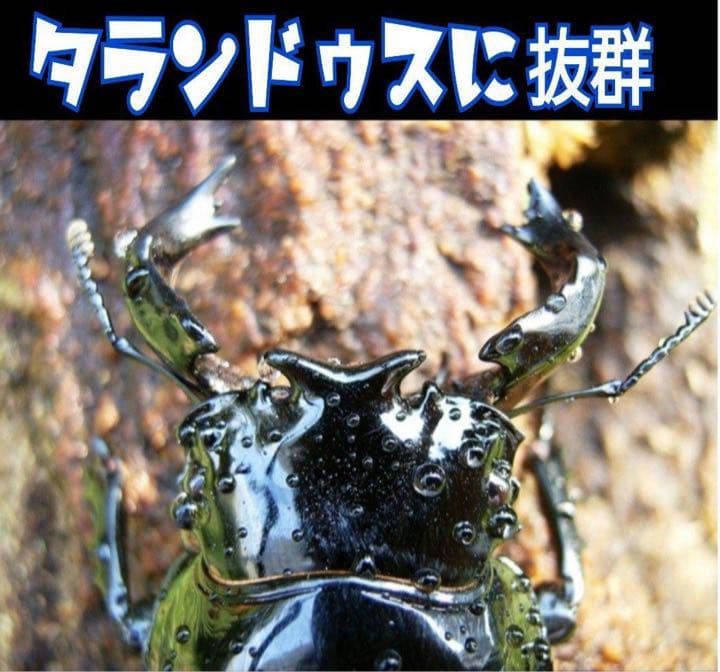 極上！カワラタケ菌糸瓶【7本】特殊アミノ酸強化配合！タランドゥス・オウゴンオニに
