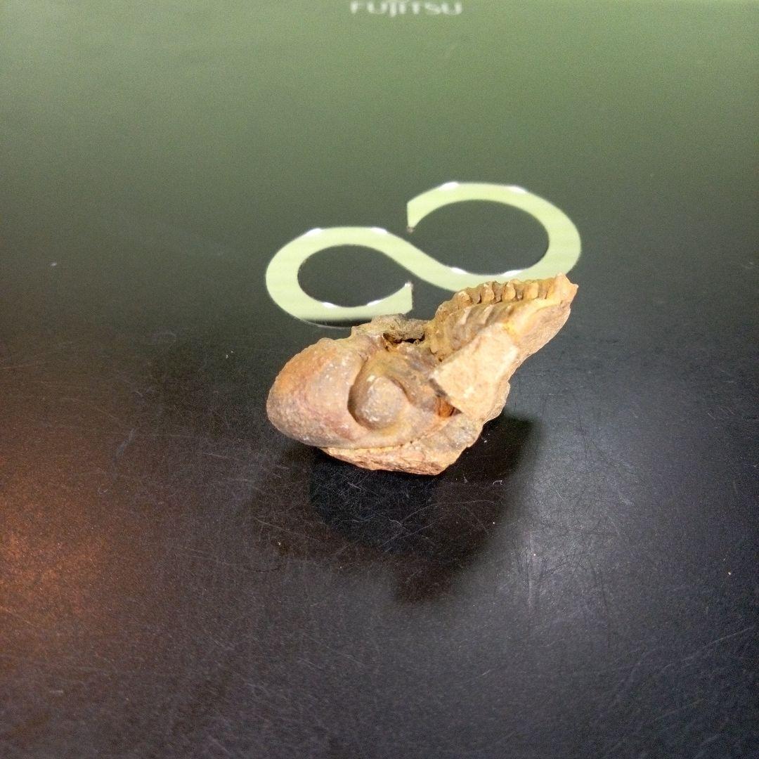 三葉虫　化石　fossil　ボリビア産　trilobite　海生動物識別⑦