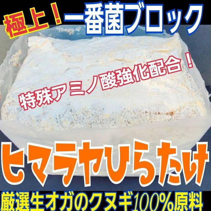 極上！ヒマラヤひらたけ菌糸ブロック【9個】初菌のみ使用！国産オオクワ85ミリ実績