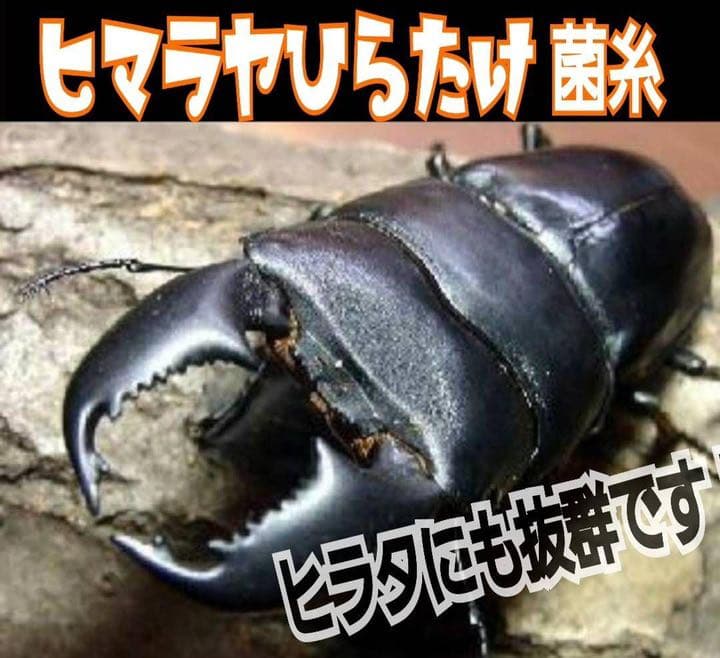 極上！ヒマラヤひらたけ菌糸ブロック【9個】初菌のみ使用！国産オオクワ85ミリ実績