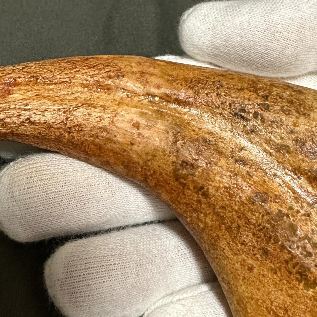 スピノサウルス ハンドクロウ かぎ爪 化石標本 肉食恐竜 獣脚類 1433