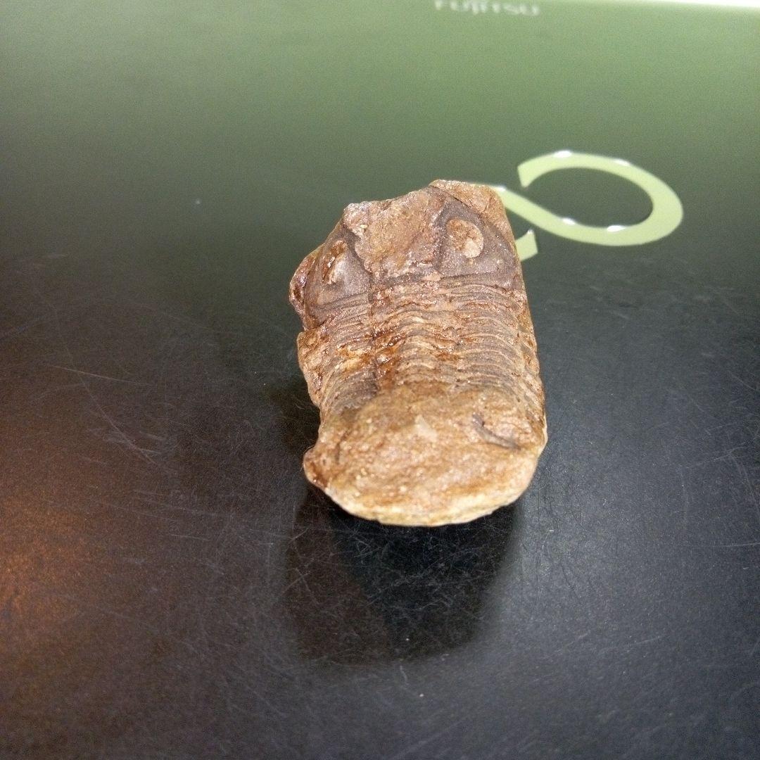 三葉虫　化石　fossil　ボリビア産　trilobite　ノジュール判別⑨