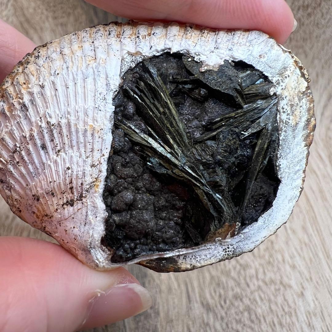 ビビアナイト 貝 鉱物 標本 原石