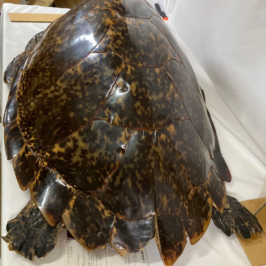タイマイ亀の剥製　〔国際希少野生動植物種登録票有り〕