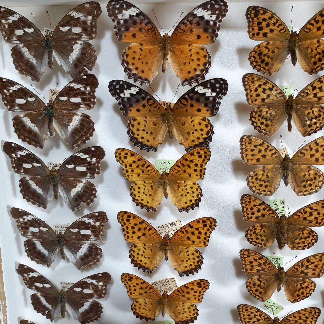 蝶標本　ヒョウモンチョウ類　12種114頭。大型ドイツ標本箱２箱入りセット