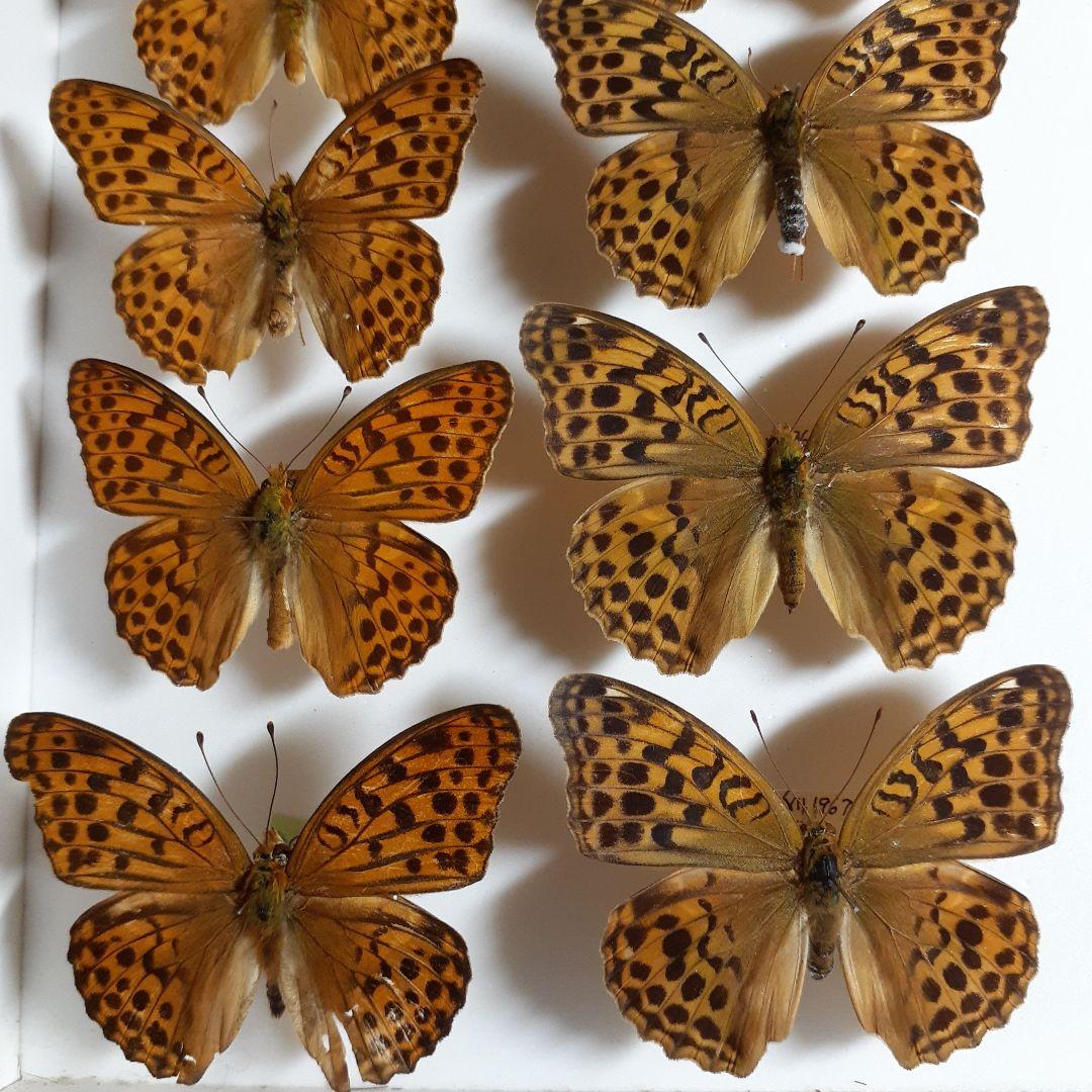 蝶標本　ヒョウモンチョウ類　12種114頭。大型ドイツ標本箱２箱入りセット
