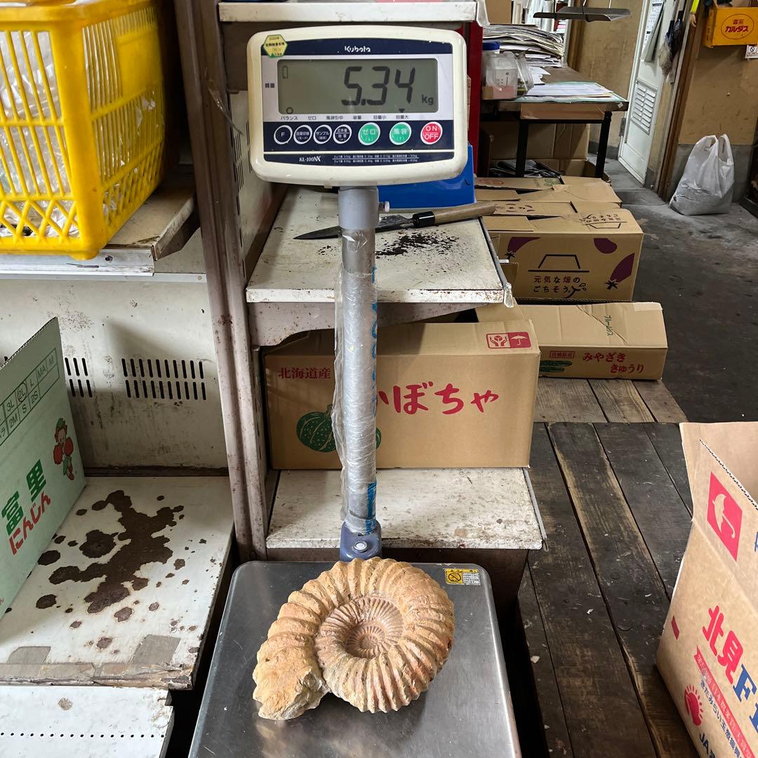 アンモナイト化石