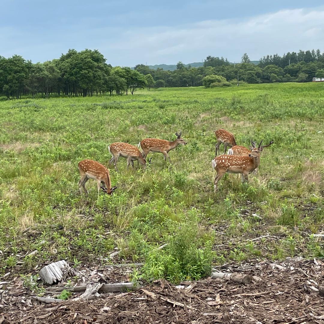 鹿ジャーキー犬用1.２キロ