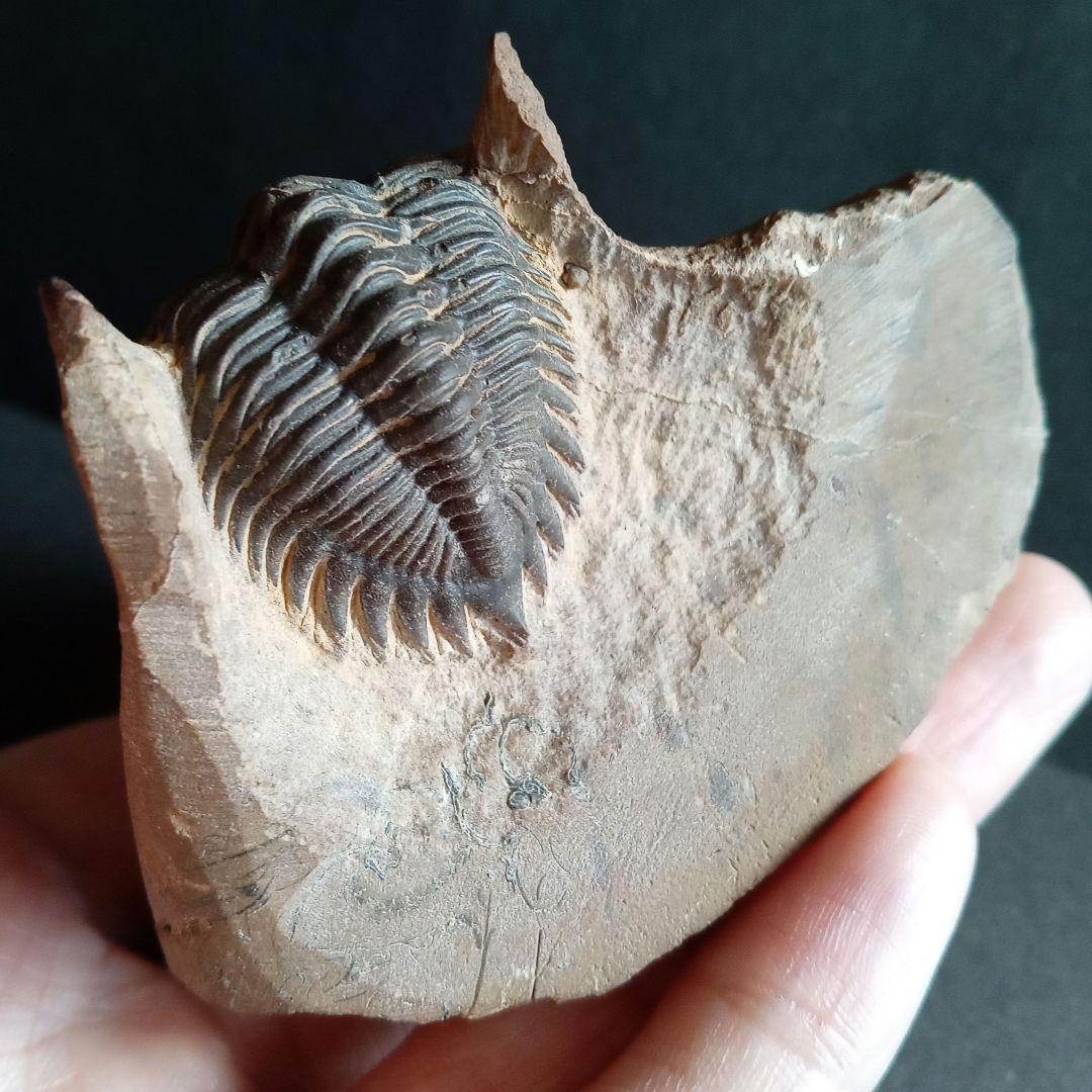 化石　骨格　標本　三葉虫　メタカンシナ　美麗