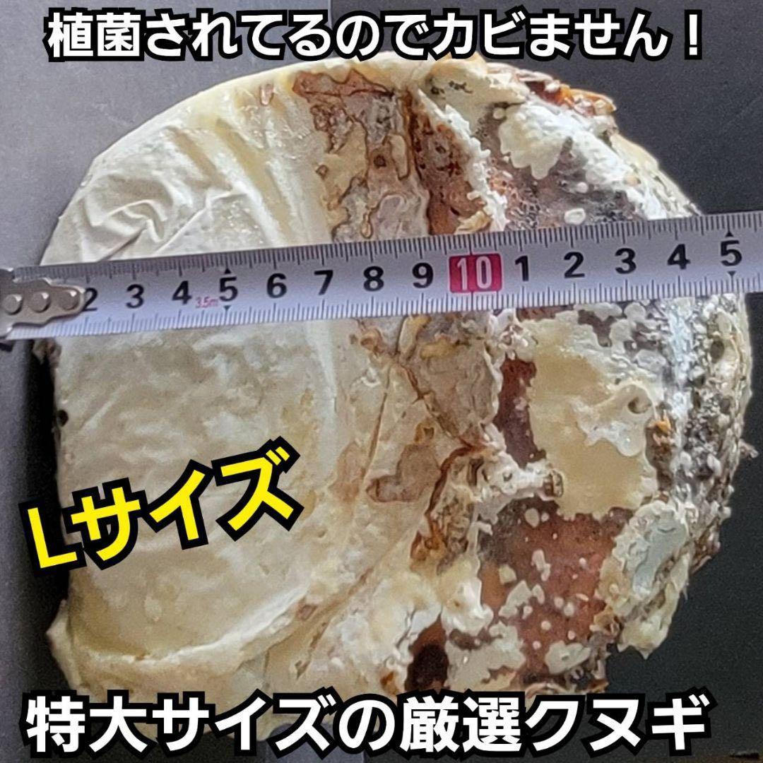 最強のクワガタの産卵木！　カワラ植菌材【4本】特大Lサイズ　カビない！　加水不要
