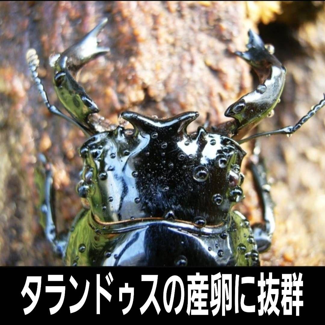 最強のクワガタの産卵木！　カワラ植菌材【4本】特大Lサイズ　カビない！　加水不要