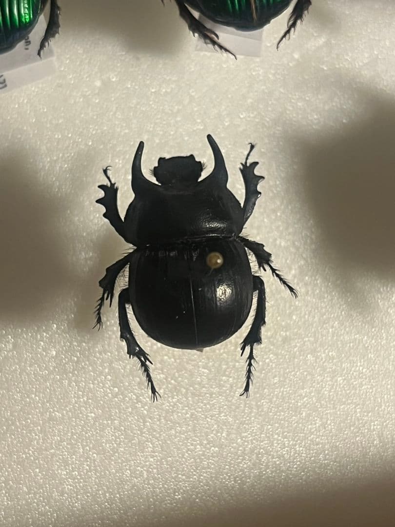 【21mm】Taurocerastes patagonicusセンチコガネフンコ