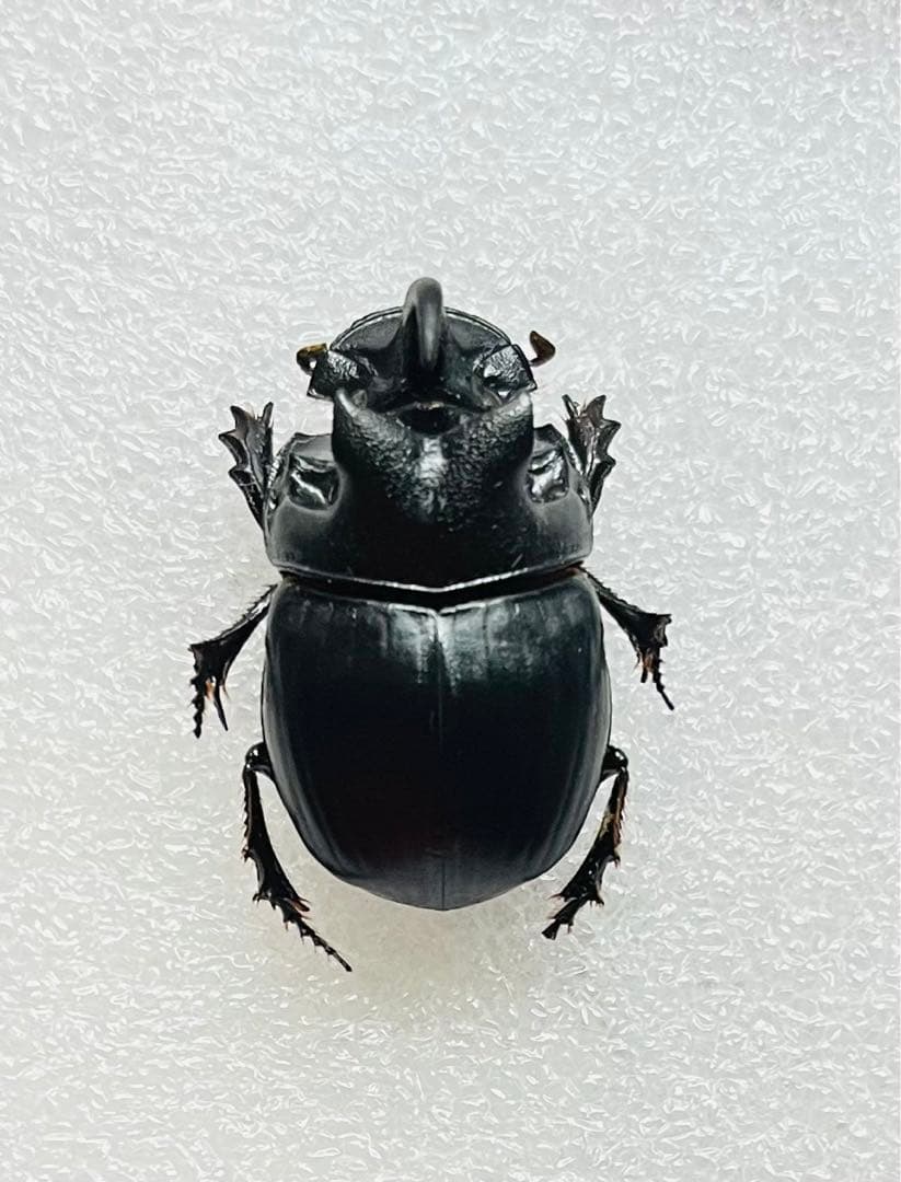ダイコクコガネ 特大 28mm オス 標本