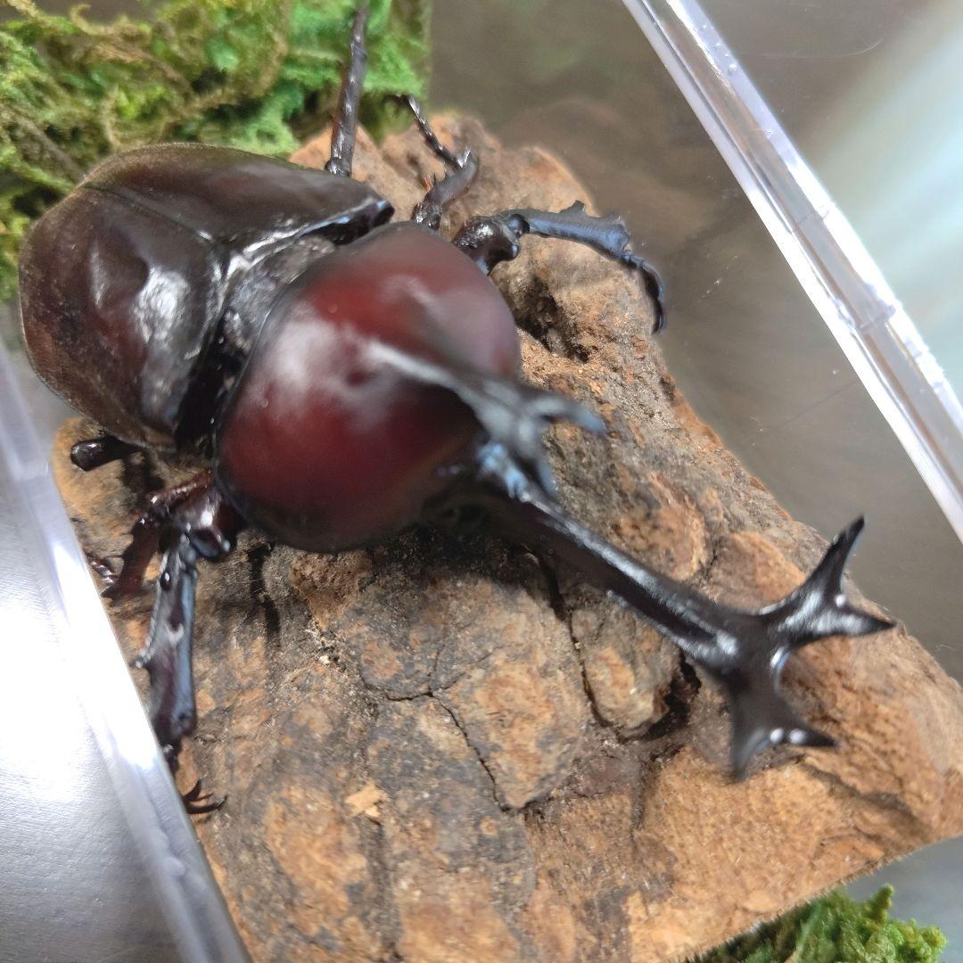 希少角ノコギリ突起角82mm頭角19.8mm胸角6.2mmぐらい赤カブトムシ標本