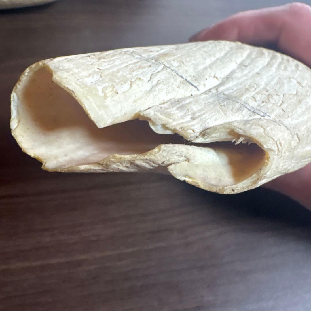 鯨の歯　3本