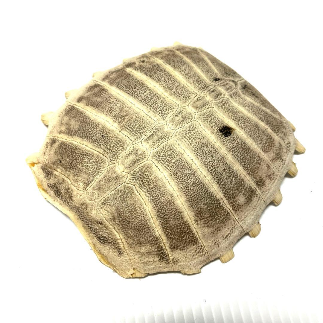 スッポン　骨