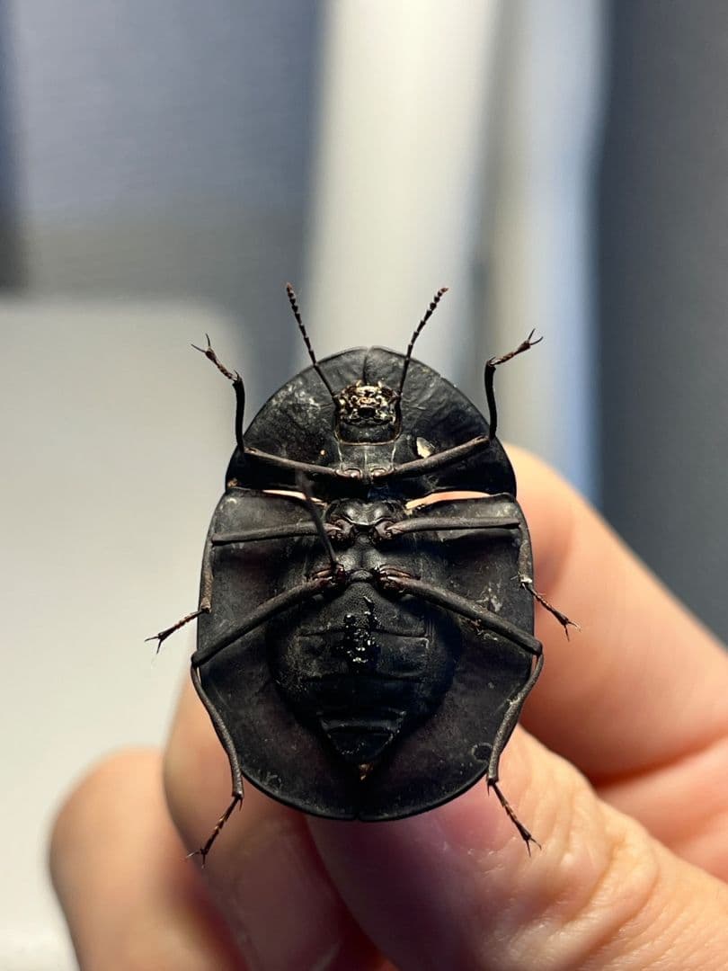 【31mm】パイザラゴミムシ 巨大 昆虫標本 標本 甲虫 オサムシ ハンミョウ