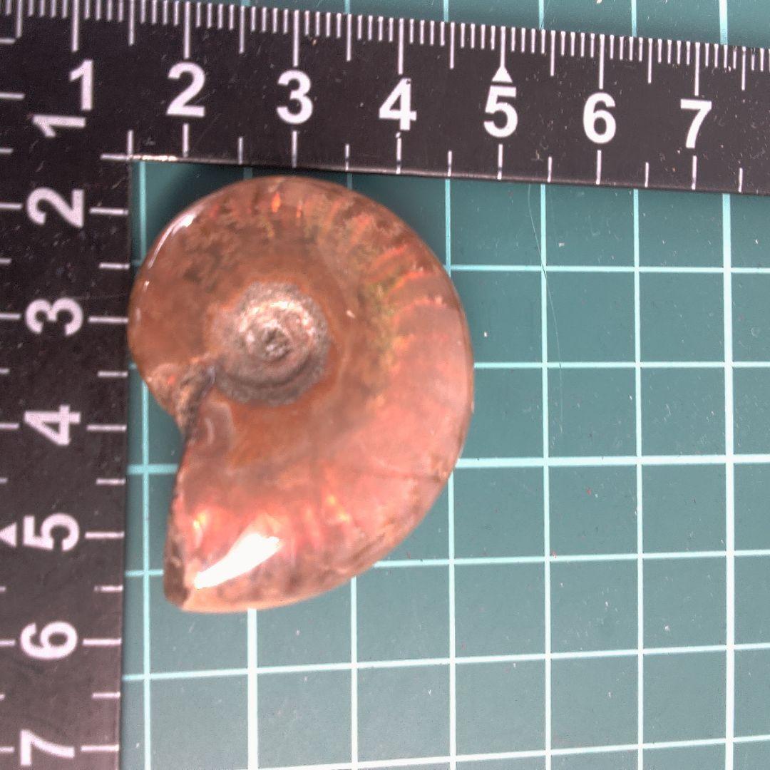 小物１ オレンジ色 アンモナイト化石