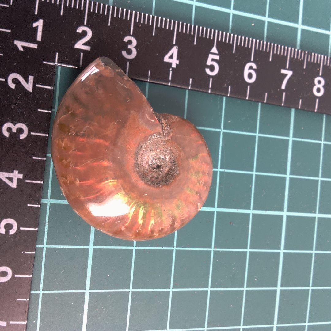 小物１ オレンジ色 アンモナイト化石