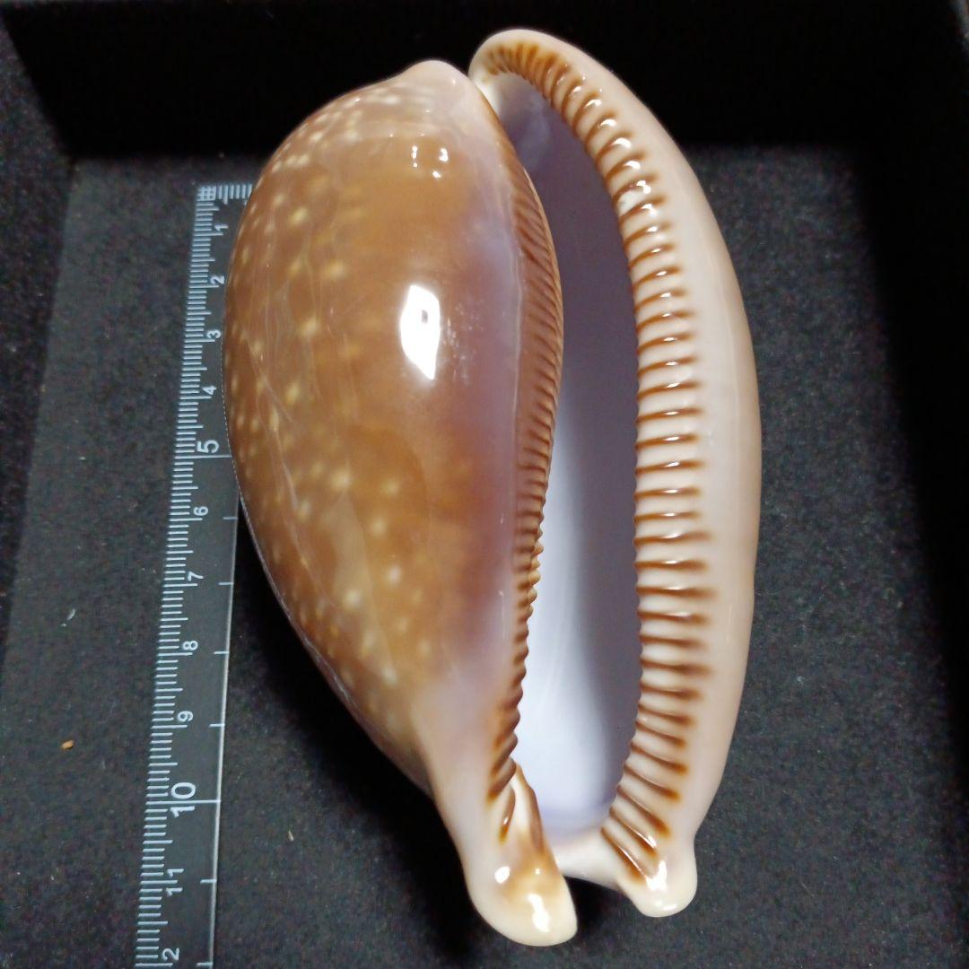 貝殻標本　タカラガイ