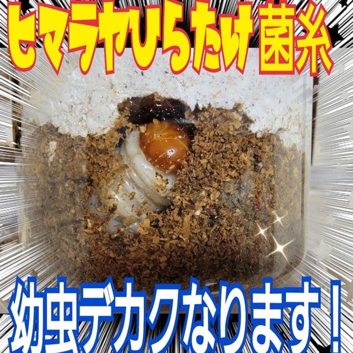 極上！ヒマラヤひらたけ菌糸瓶1500ml【5本】トレハロース、キトサン強化配合！