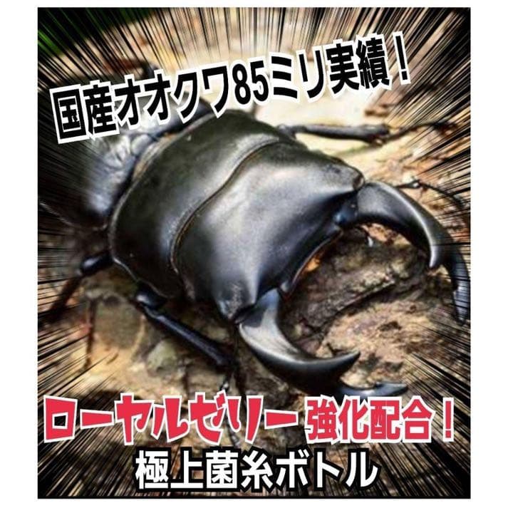極上！ヒマラヤひらたけ菌糸瓶1500ml【5本】トレハロース、キトサン強化配合！