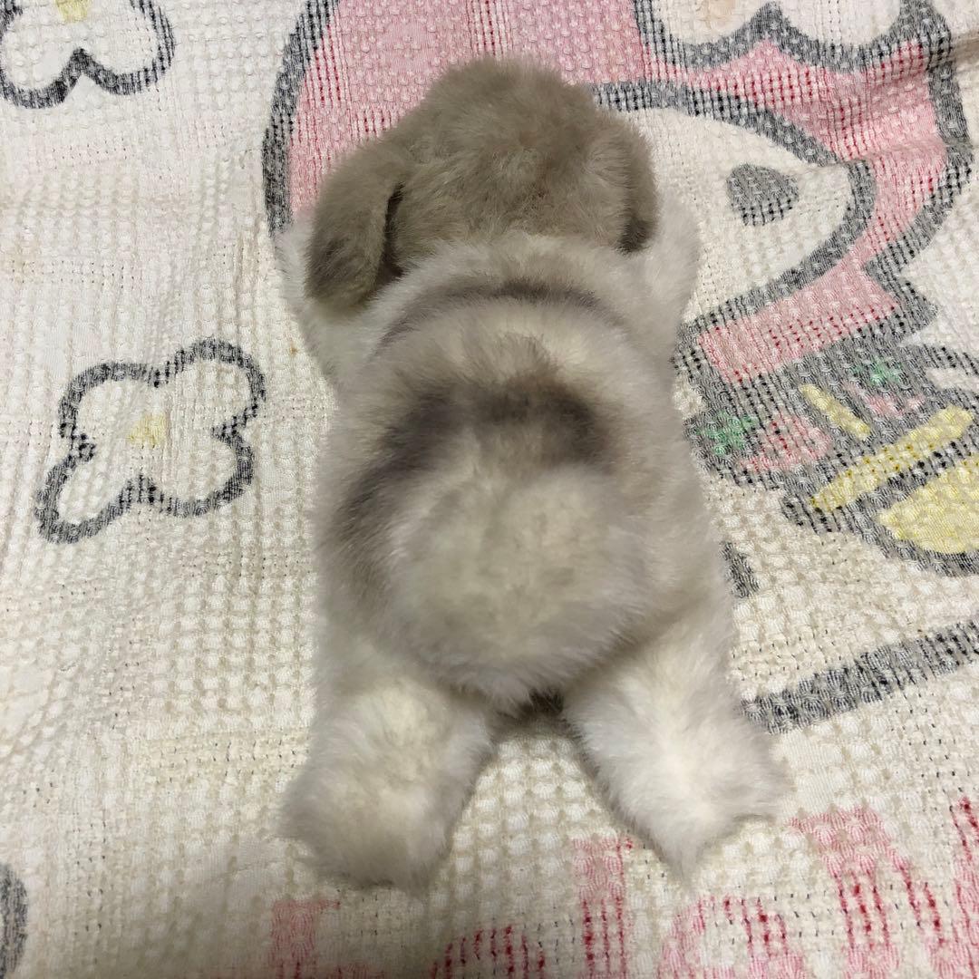 四季オリジナル　ぬいぐるみ　シーズー　犬　中古品　寝そべりポーズ