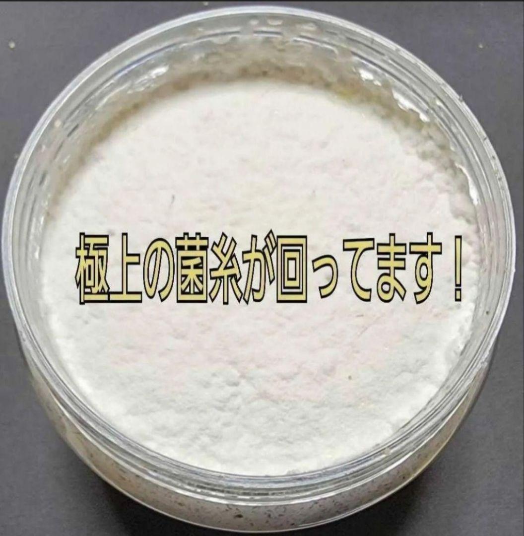 ニジイロクワガタに抜群！黒アワビタケ菌糸瓶【8本】トレハロース、キトサン配合！