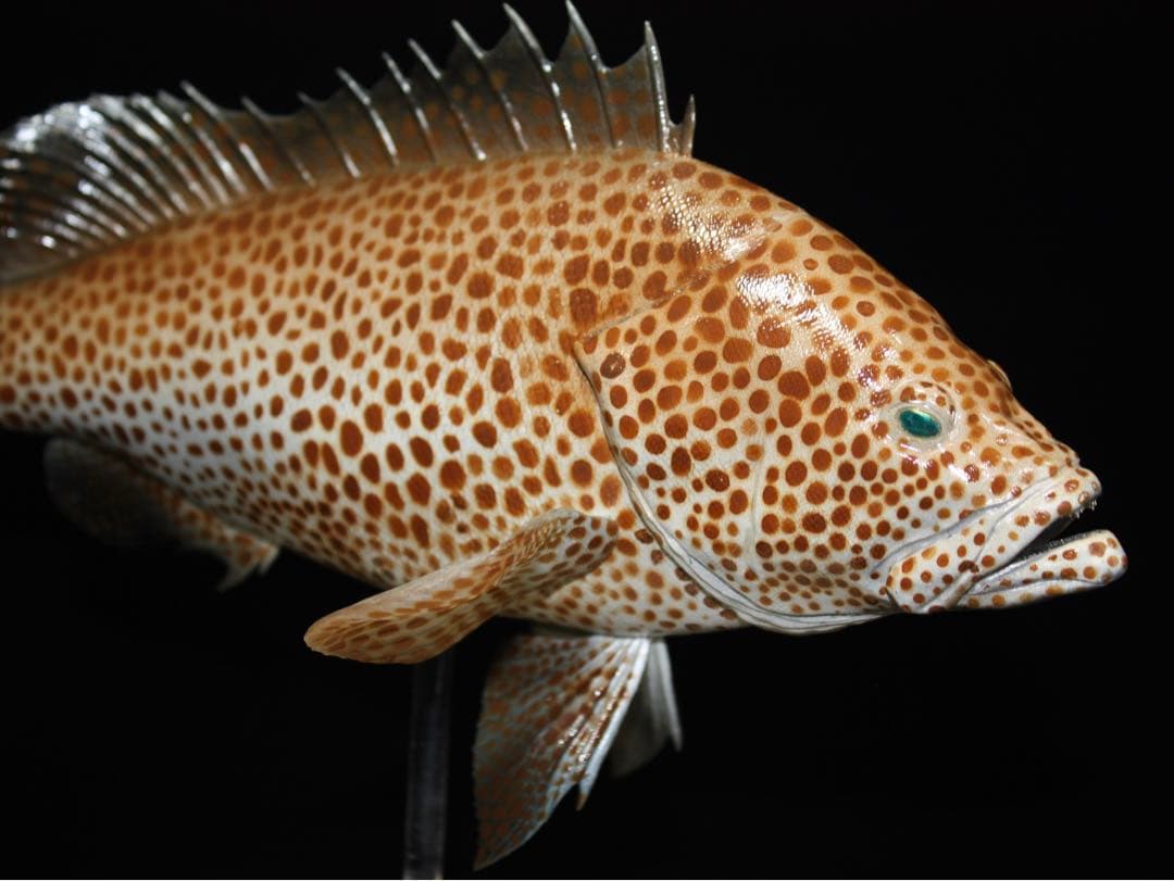 オオモンハタ　フィギュア　魚寸27cm