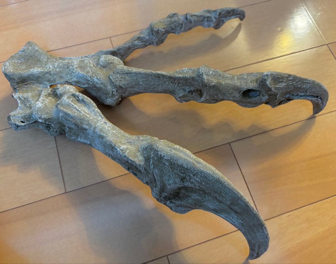 恐竜　化石　アロサウルス　鉤爪　レプリカ　1点のみ
