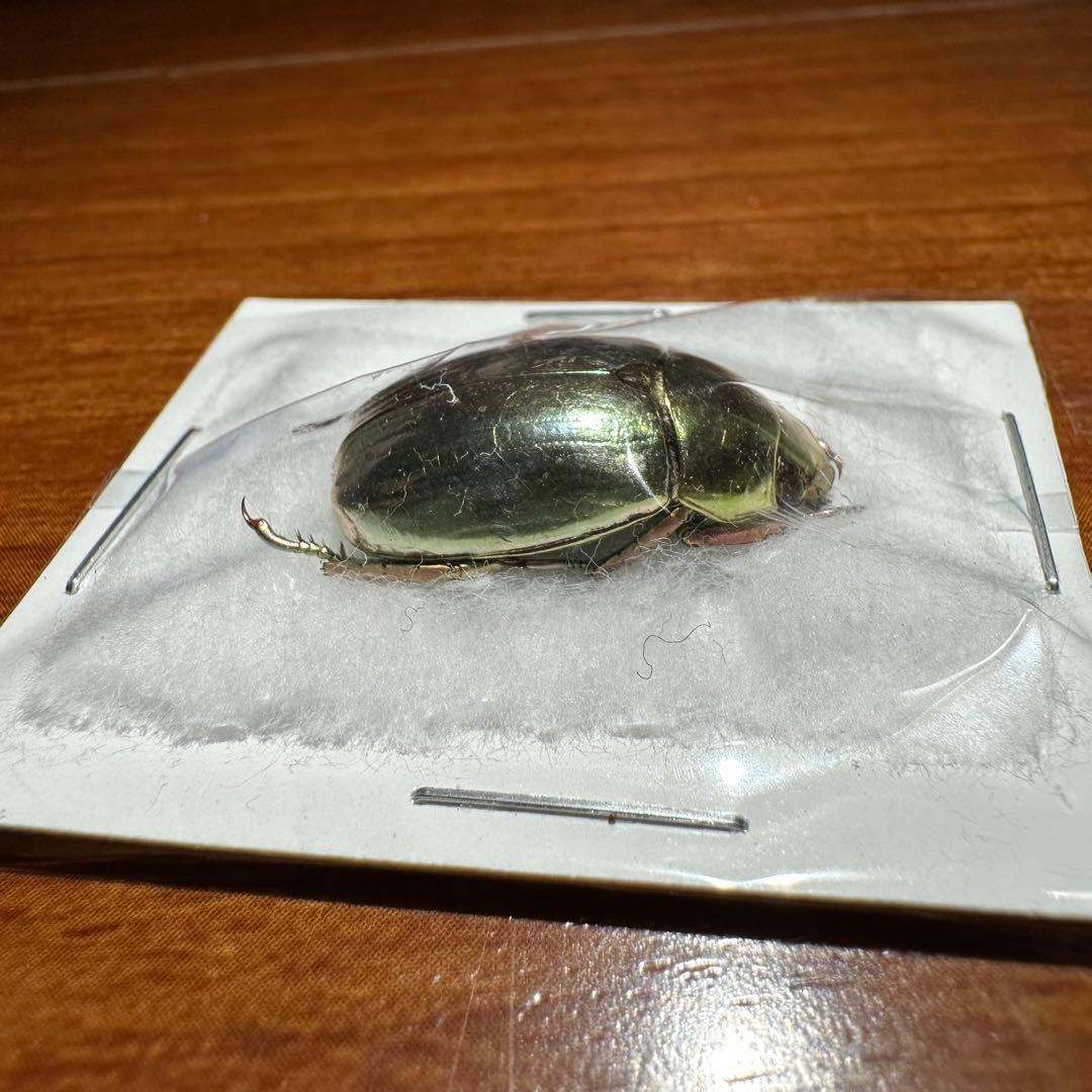 ホンジュラス産　プラチナコガネ