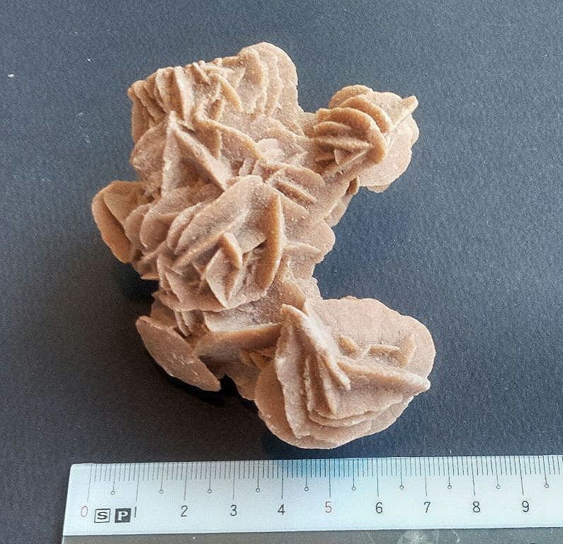 三葉虫他化石