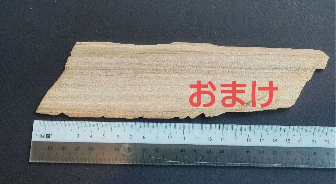 三葉虫他化石