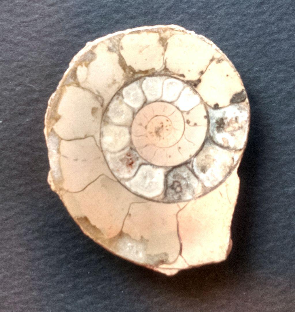 三葉虫他化石