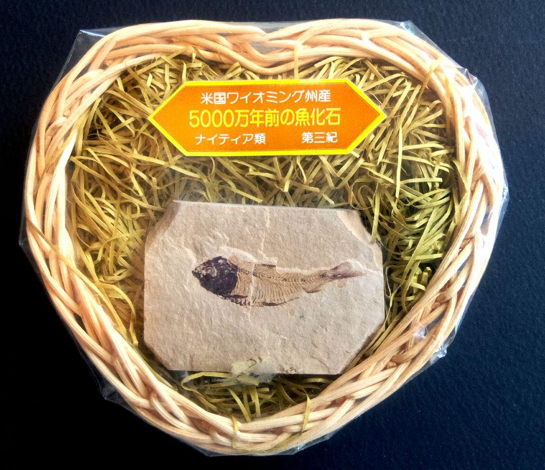 三葉虫他化石