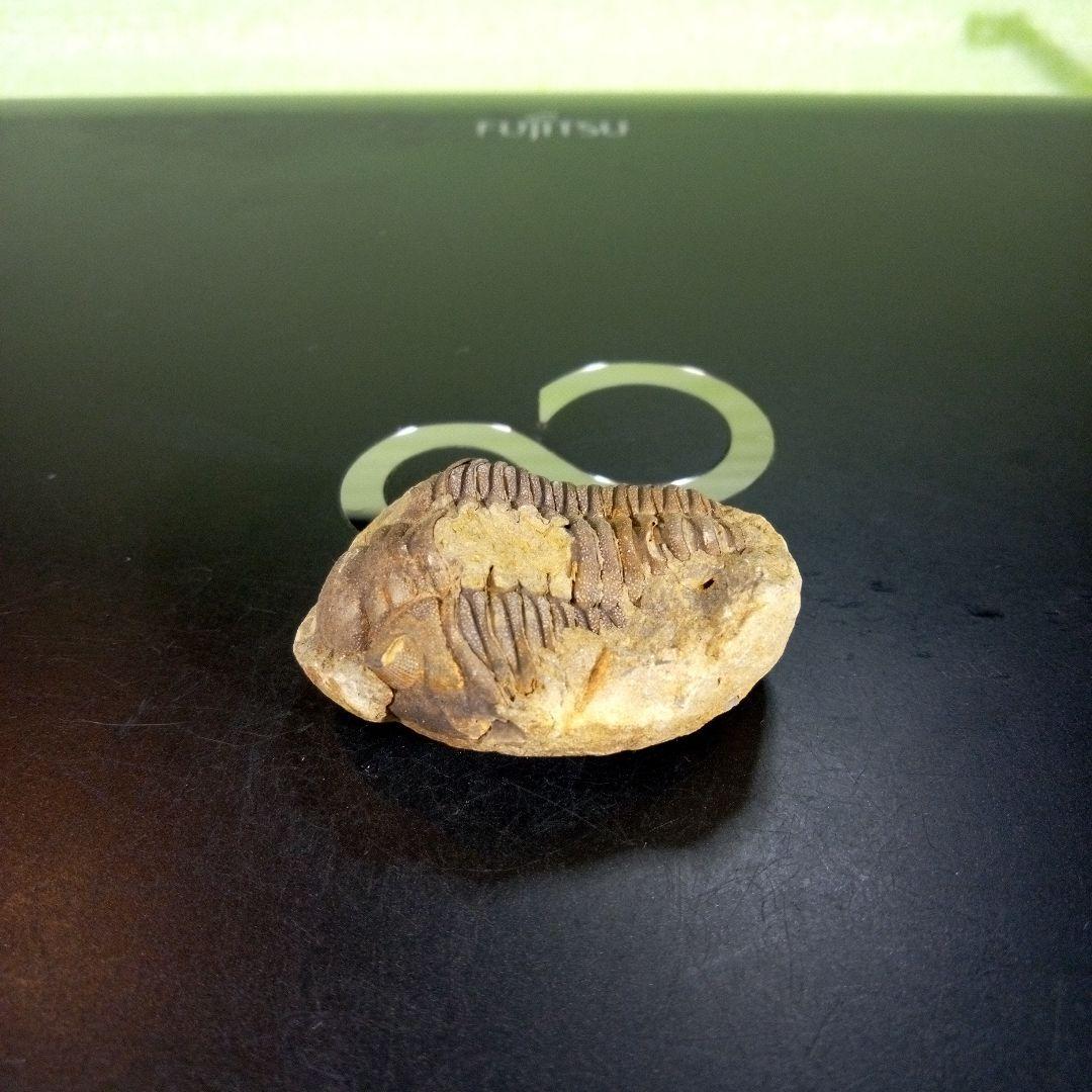 三葉虫　化石　ボリビア産　南アメリカ　trilobite　南米産fossil④