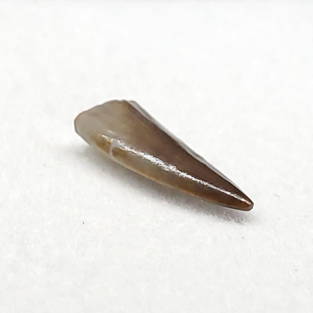 希少 コエロフィシス 化石 歯 本物 ニューメキシコ州産10.05mm fr82